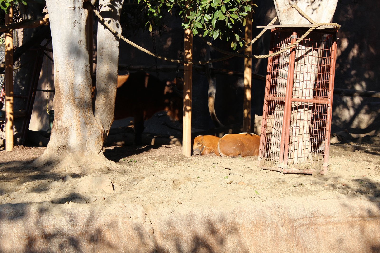 San Diego Zoo Part II 114